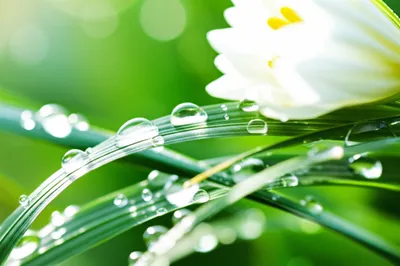 Illustration dew - Image 1