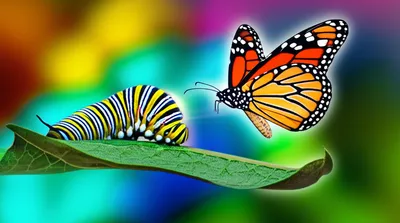 Illustration transmute