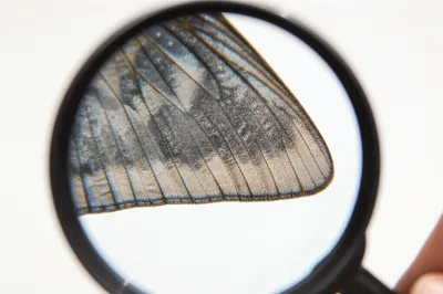 Illustration examined