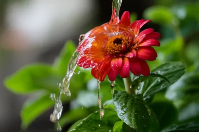 Illustration aspersion