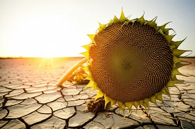 Illustration downed - Image 1