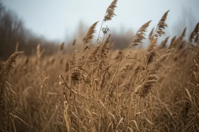 Illustration bent - Image 1