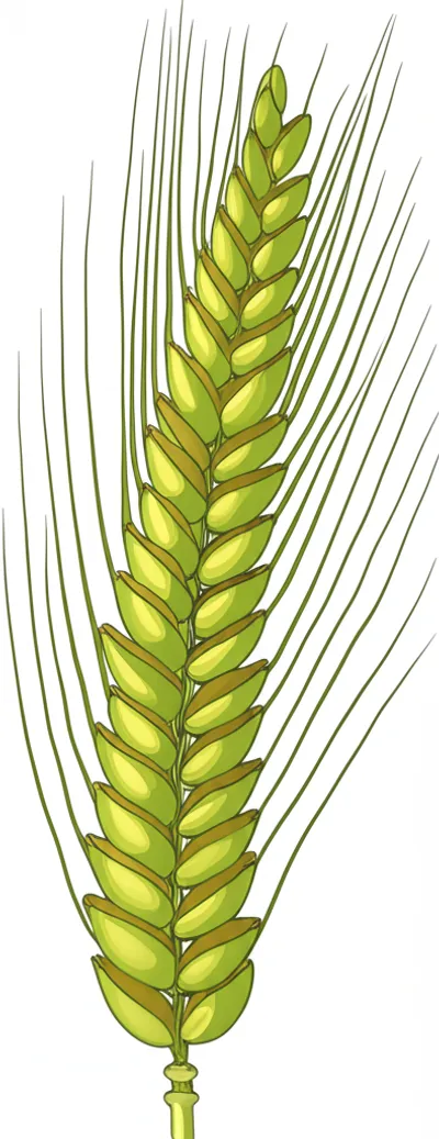 Illustration ear - Image 1