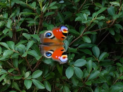 Illustration flush - Image 1