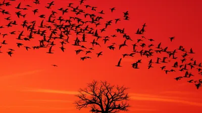 Illustration omens - Image 1