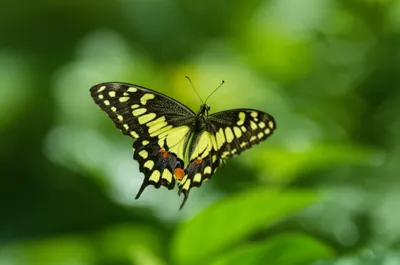 Illustration spangle - Image 1