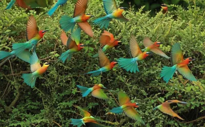 Illustration flushing