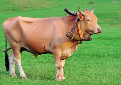 Illustration bullock - Image 1