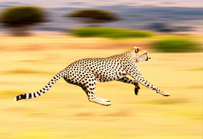 Illustration gayer - Image 1