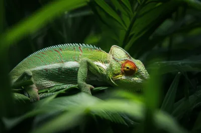 Illustration covert - Image 1