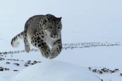 Illustration pouncing - Image 1