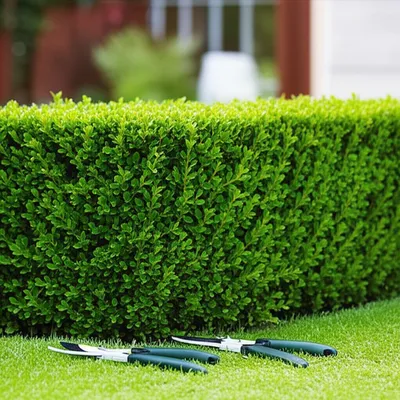 Illustration ligustrum