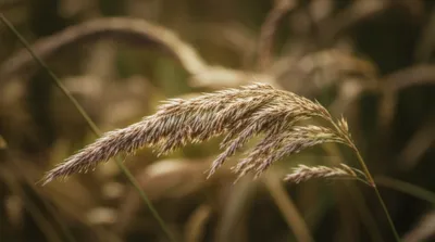 Illustration spikelet - Image 1