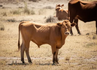 Illustration scrubs - Image 1