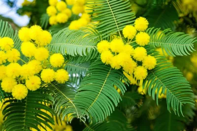 Illustration mimosa - Image 1