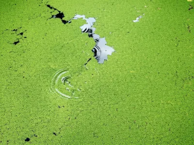 Illustration duckweed - Image 1