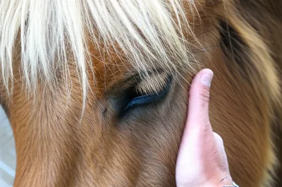 Illustration tamed - Image 1