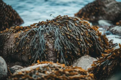 Illustration tang - Image 1