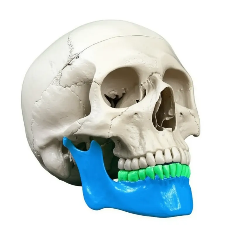 "mandible" शब्द का दृश्य चित्रण - निचला जबड़ा