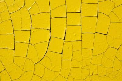 Illustration shell - Image 1