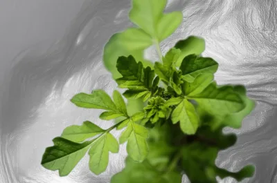 Illustration mercurial