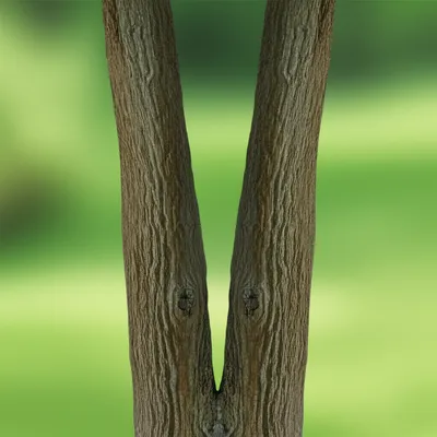 Illustration bifurcated - Image 1