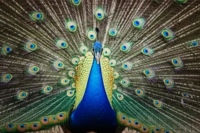 Illustration po - Image 1