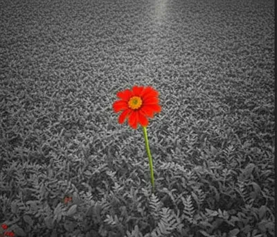 Illustration indies - Image 1