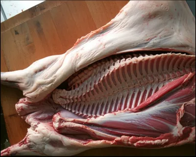 Illustration carcass - Image 1