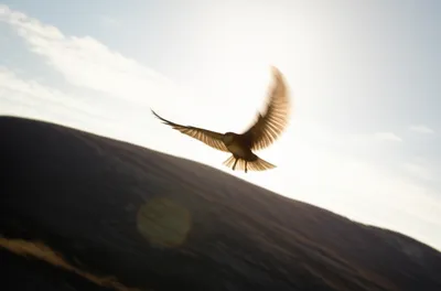 Illustration flys - Image 1