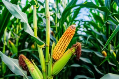 Illustration stalk - Image 1