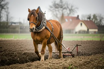 Illustration dobbin - Image 1