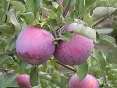 Illustration bloom - Image 2