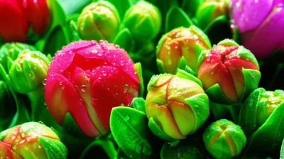 Illustration bloom - Image 1