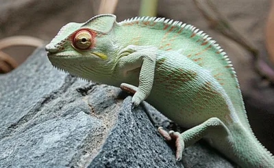 Illustration mimic - Image 1