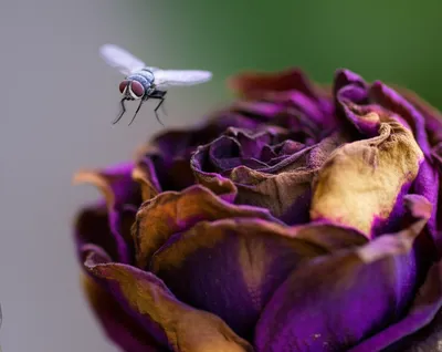 Illustration unpleasant