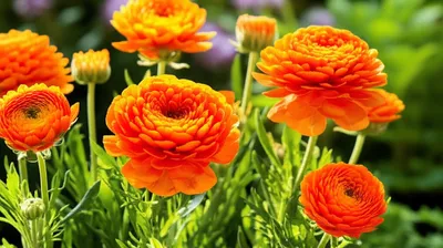 Illustration marigolds - Image 1