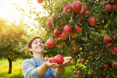 Illustration yields - Image 1