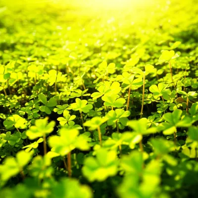 Illustration happiness - Image 1