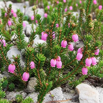 Illustration heath - Image 1