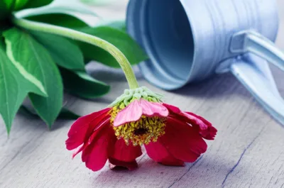 Illustration slake - Image 1