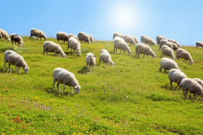 Illustration browsed - Image 1