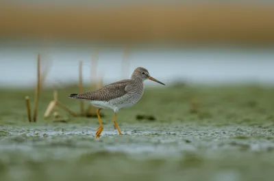 Illustration shakes - Image 1