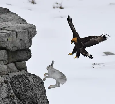 Illustration pounce - Image 1