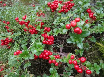 Illustration cowberry - Image 1