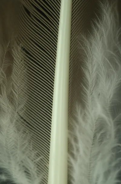 Illustration webs - Image 1