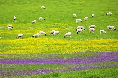 Illustration turfed - Image 1