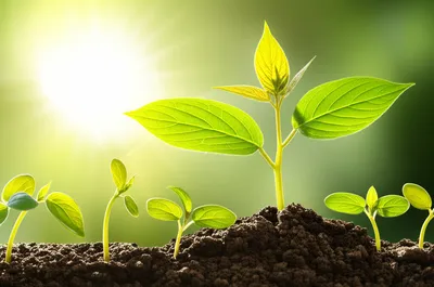 Illustration golden - Image 1