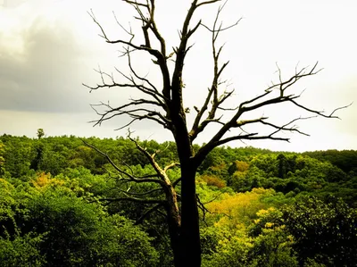 Illustration died - Image 1