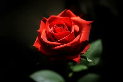 Illustration foci - Image 1